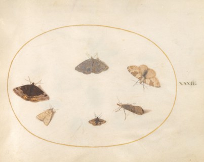 Plate 32: Six Moths, c. 1575/1580.