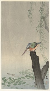 Kingfisher on tree stump. Private Collection.