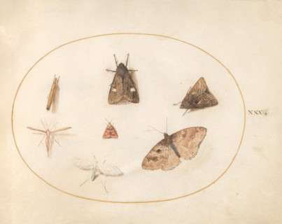 Plate 30: Seven Moths, c. 1575/1580.