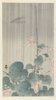 Begonia in the rain, 1930s. Private Collection.
