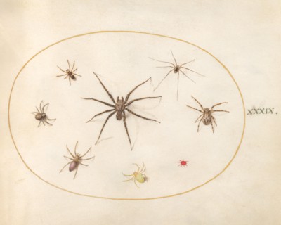 Plate 39: Eight Spiders, c. 1575/1580.