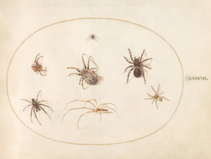 Plate 38: Seven Spiders, c. 1575/1580.