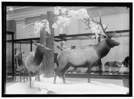 National Museum, between 1910 and 1917.