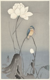 Kingfisher with Lotus Flower. Private Collection.
