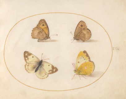 Plate 9: Four Butterflies, c. 1575/1580.
