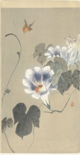 Insects in bindweed, 1920-1930. Private Collection.