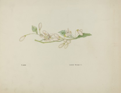 Costume Accessory (Orange Blossoms), c. 1937.