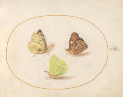 Plate 14: Three Butterflies, c. 1575/1580.