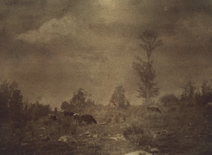 Landscape of cows grazing in a rocky field, c1900.