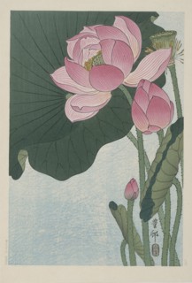 Blooming lotus flowers, 1920-1930. Private Collection.