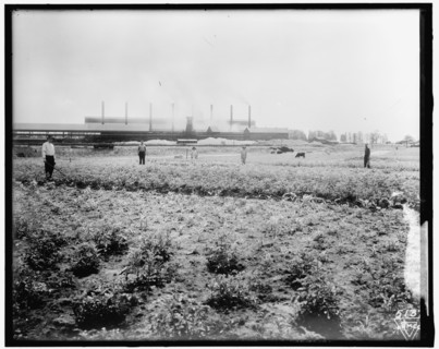 War Garden Commission, between 1910 and 1920.