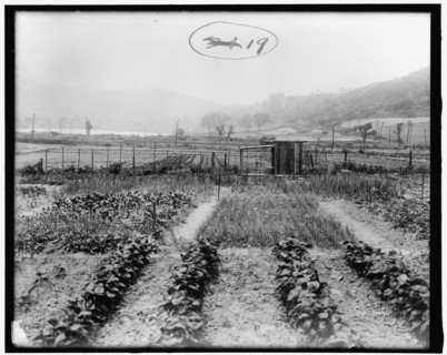 War Garden Commission, between 1910 and 1920.