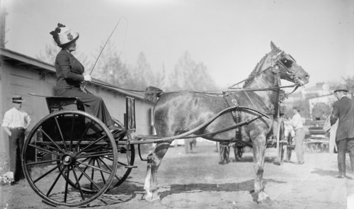 Horse Shows - Mrs. C.W. Watson Driving, 1911.