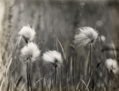 Wildflowers, between 1915 and 1935.