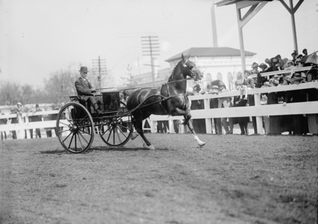 Horse Shows. Unidentified Men, Driving, 1911.