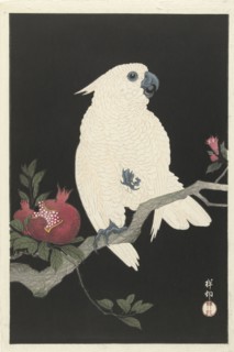 Cockatoo and pomegranate, 1925-1936. Private Collection.