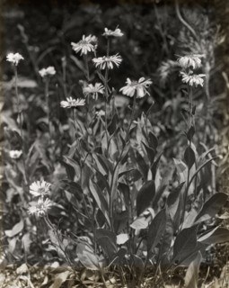 Aster (aster), between 1915 and 1935.