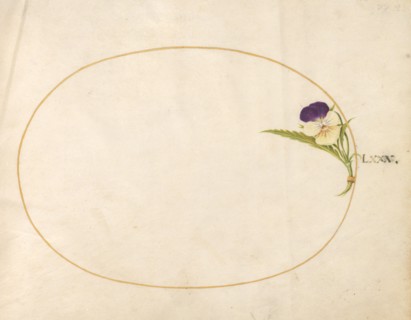 Plate 80: Purple and Yellow Viola, c. 1575/1580.