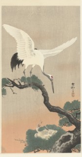 Japanese cranes on branch of pine tree. Private Collection.