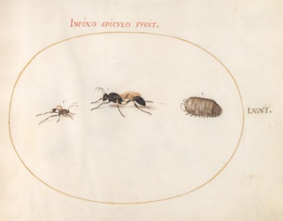 Plate 71: Two Wasps and a Pill Bug, c. 1575/1580.