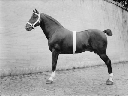 Horse Shows - Mclean, John Roll. His Horses, 1912.