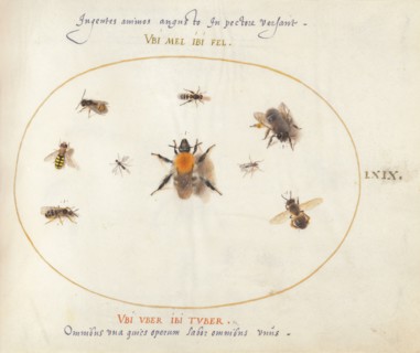 Plate 69: Nine Bees and Other Insects, c. 1575/1580.