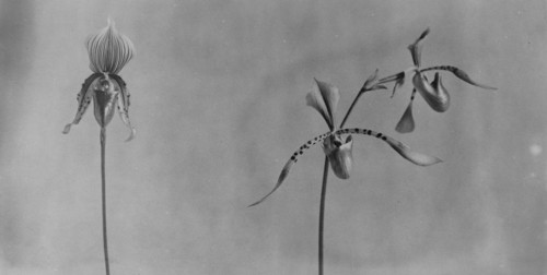 White House orchids, between 1889 and 1906.