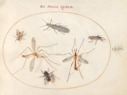 Plate 58: A Bee and Five Other Insects, c. 1575/1580.