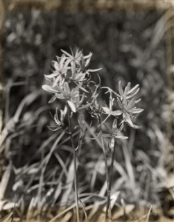 Wildflowers in bloom, between 1915 and 1935.