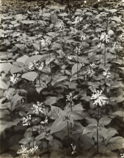 Wildflowers in bloom, between 1915 and 1935.