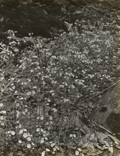 Wildflowers in bloom, between 1915 and 1935.