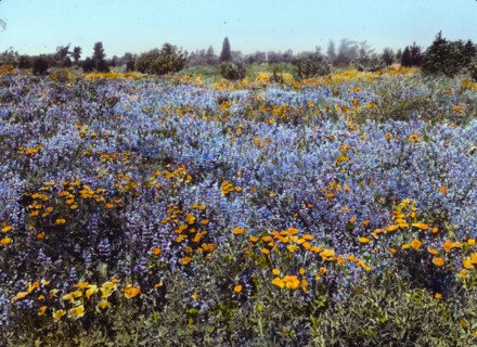 Field of poppies and lupin, California, 1917.