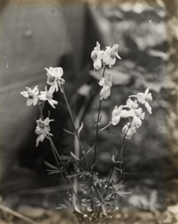 Larkspur (delphinium), between 1915 and 1935.