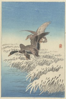Flock of ducks flying above snowy reed collar. Private Collection.