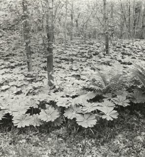 Mayapple (podophyllum), between 1915 and 1935.
