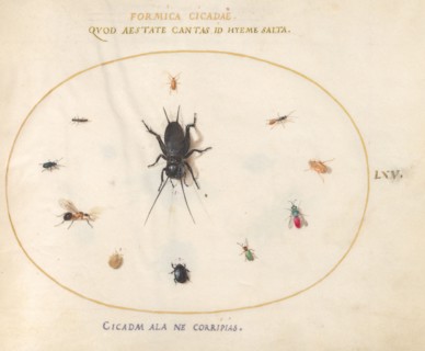 Plate 65: A Cricket Surrounded by Insects, c. 1575/1580.