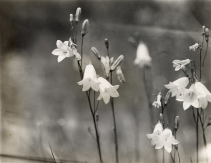 Bell Flower (campanula), between 1915 and 1935.