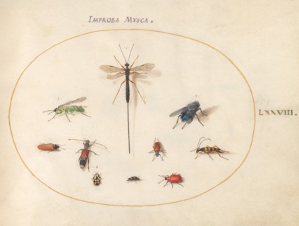Plate 78: Ten Insects, Including a Blue Fly, c. 1575/1580.