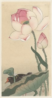 Moorhen with Lotus Flowers, Between 1910 and 1920. Private Collection.
