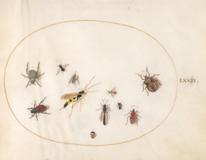 Plate 72: Shield Bug, Wasp, and Other Insects, c. 1575/1580.