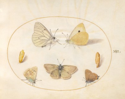 Plate 16: Five Butterflies and Two Chrysalides, c. 1575/1580.