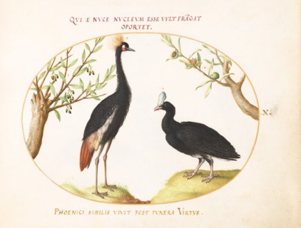Animalia Volatilia et Amphibia (Aier): Plate X, c. 1575/1580.