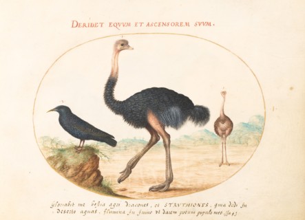 Animalia Volatilia et Amphibia (Aier): Plate I, c. 1575/1580.