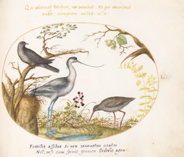 Animalia Volatilia et Amphibia (Aier): Plate L, c. 1575/1580.