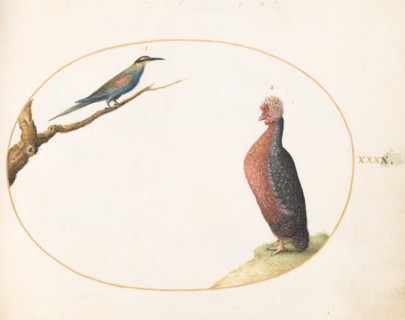 Animalia Volatilia et Amphibia (Aier): Plate XL, c. 1575/1580.