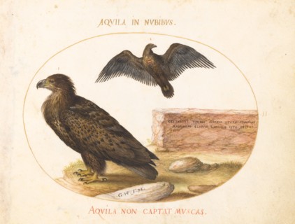 Animalia Volatilia et Amphibia (Aier): Plate II, c. 1575/1580.