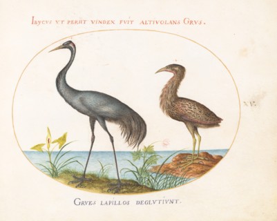 Animalia Volatilia et Amphibia (Aier): Plate XV, c. 1575/1580.