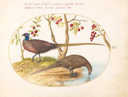 Animalia Volatilia et Amphibia (Aier): Plate IX, c. 1575/1580.