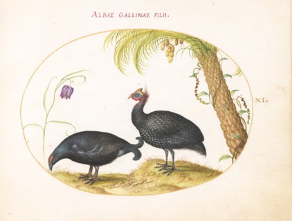 Animalia Volatilia et Amphibia (Aier): Plate XI, c. 1575/1580.