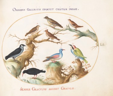 Animalia Volatilia et Amphibia (Aier): Plate LI, c. 1575/1580.